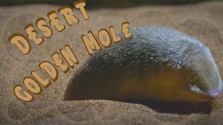 Desert Golden Mole [upl. by Elvira]