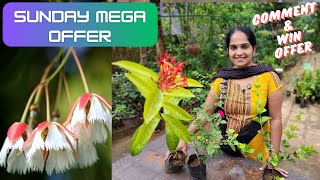 വ്യത്യസ്ത ഇനം PLANTS COMBO OFFER SALES 🌺🌸🍀🍃 II MALAYALAM VLOG 106UshusHomeGarden [upl. by Rayle530]