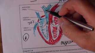 Cardiovascular System 3 Blood circulation [upl. by Aisatsanna]