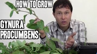 How to Grow Gynura Procumbens Medicinal Herb [upl. by Enirod337]