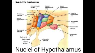 Hypothalamus Nuclei Mnemonics [upl. by Aeli]