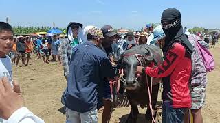 KARERA NG KALABAW SA BRGY BALAONG SITIO BATAGAS SAN MIGUEL BULACAN FULL VIDEO MARCH 31 2024 [upl. by Akeber8]