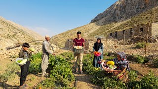 IRAN nomadic life  🧅🍆🥬Fresh farm  Harvesting onion tomato and pumpkin products and a home evening [upl. by Isherwood]