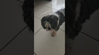 Por favor cuiden a los perros viejitos dog caninos perros [upl. by Llertnov807]