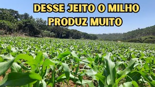 Qual milho plantamos para silagem safra 2324  O que fazer para o milho produzir 70 T  Hectare [upl. by Naj]