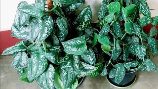 Scindapsus Pictus plant complete care guide Silver pothos Satin pothos  Exotica and Argyraeus [upl. by Stephie]