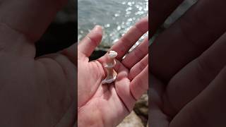 Perfect Spiral Shell Core Found 🌊 Beach Discovery seashells [upl. by Emoreg]