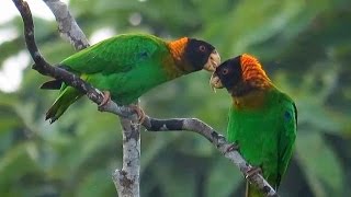 Curicacaica  Caica Parrot [upl. by Shaw777]