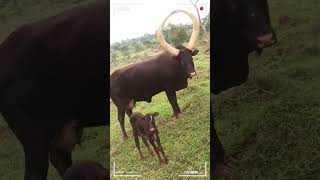 ⭕ANKOLE WATUSI CATTLE ✅ Biggest Bulls And Cow cows bulls ankole [upl. by Laehplar752]