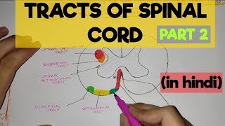 Tracts of Spinal Cord  2  Extrapyramidal Tracts [upl. by Esimorp]