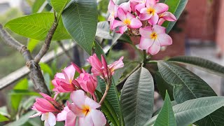 Why we cannot ID plumeria from a photograph  Part 1 [upl. by Danialah]