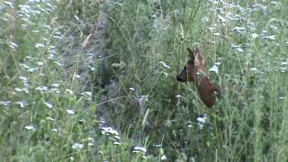 Bockjagd mit muffelwild und sauen juli 2015 [upl. by Ma]