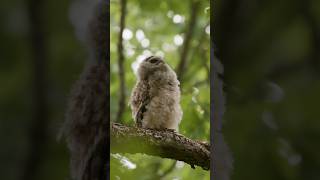 owlet checking things out owl owls birds shorts [upl. by Attecnoc932]