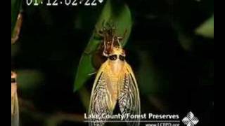 Periodical Cicada transformation timelapse [upl. by Lanni]