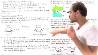 Stage 1 of Glycolysis Steps 123 [upl. by Naimad746]