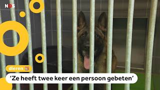 Politie neemt steeds meer bijtende honden in beslag [upl. by Sibie379]