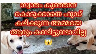 സ്വന്തം കുഞ്ഞിന് കൊടുക്കാതെ ഫുഡ്‌ കഴിക്കുന്ന അമ്മയെ ആരും കണ്ടിട്ടുണ്ടാവില്ല 😱dog labrador [upl. by Yahc374]