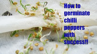 How to germinate chilli pepper seeds paper towel method [upl. by Eislehc]