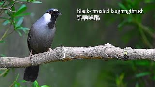 黑喉噪鶥黑喉笑鶇Blackthroated laughingthrush [upl. by Bibbie]