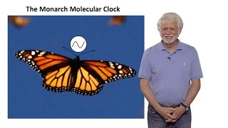 Steven Reppert UMass Part 2 Monarch Butterfly Migration A TimeCompensated Sun Compass [upl. by Arramat]