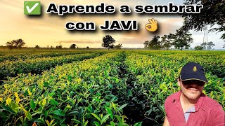 🌱 Aprendemos a SEMBRAR cualquier Semilla ✅ TIPS de cultivos GERMINAR Semilla [upl. by Aneloaup]