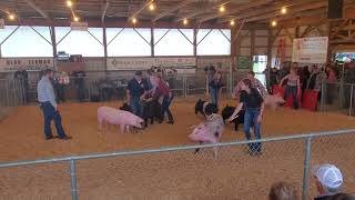 West Lampeter Fair swine show  showmanship 92524 [upl. by Nemrac432]