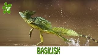 Basilisk  The Jesus Christ Lizard [upl. by Jentoft]