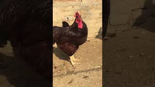 Lohmann Brown Chicken Breed for sale  Whitetail Orignal Breed  2022 [upl. by Edita]