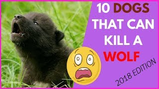 10 Dogs That Can Kill A Wolf  The Only Dog In The World That Can Kill A Wolf  WOW [upl. by Maire]