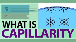 Capillary Action Demonstration [upl. by Anuaik]