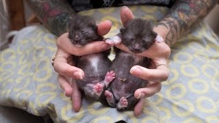 How to Help Baby Kittens Pee and Poop [upl. by Elleirua]