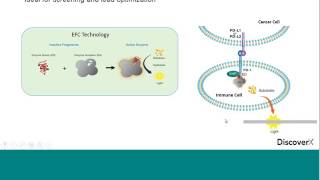 ImmunoOncology Drug Development Profiling Immunomodulatory Biologics and Compounds [upl. by Baecher]