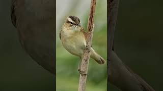 sedge warbler wildlifephotography nature birds [upl. by Titos]