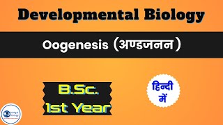 Oogenesis  अण्डजनन  Gametogenesis  BSc 1 Year  MudgalBiology [upl. by Nairbal]