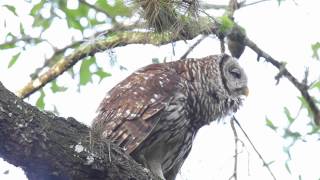 Barred Owl Hooting [upl. by Bloxberg]