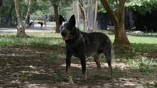 Shirlington Dog Park review  Arlington VA [upl. by Aneehsyt]