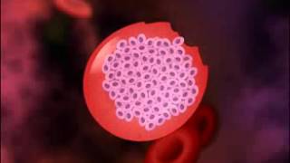 ▶ Malaria Life Cycle of Plasmodium HD Animation YouTube 240p [upl. by Nezah273]