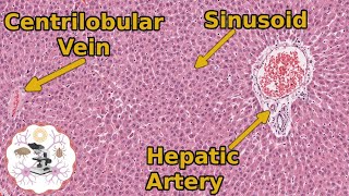 Learn Liver Histology The Basics You Need to Know [upl. by Tull]