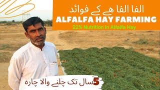 How to Grow lucerneAlfalfa Hay  Benefits of Alfalfa hay  alfalfa hay nutrition food for goats [upl. by Ong]