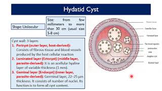 MED Level2 GIT Echinococcus species and Hydatid disease [upl. by Ilysa]