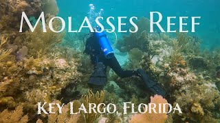 Scuba Diving Molasses Reef  Key Largo Florida [upl. by Monica]