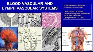 15 Blood and Lymph Vascular Systems Lecture [upl. by Atnauq]