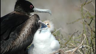 Facts The Magnificent Frigatebird [upl. by Alim697]