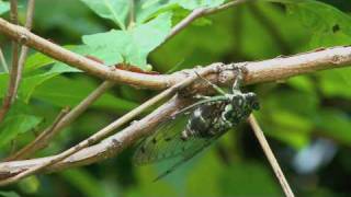 Cicada Cigales du Japon 蝉 セミ [upl. by Jed185]