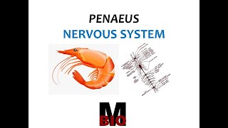 PENAEUS NERVOUS SYSTEM [upl. by Anairda]