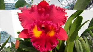 Cattleya Orchid Collection [upl. by Suzie]