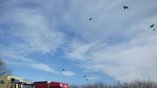 Red Kites in Stokenchurch 2019 [upl. by Ybreh]