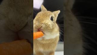 The breeders daily feeding routine👅My rabbits today’s snack is orange coloured carrot🥕shorts [upl. by Torhert]