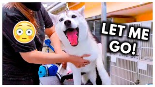 Dramatic Husky Has ANOTHER MELTDOWN at Groomers headphone warning [upl. by Sennahoj]