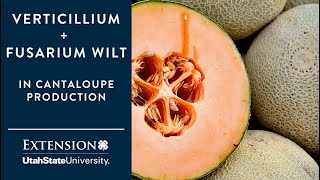 Verticillium and Fusarium Wilts in Cantaloupe Production [upl. by Kalvin652]